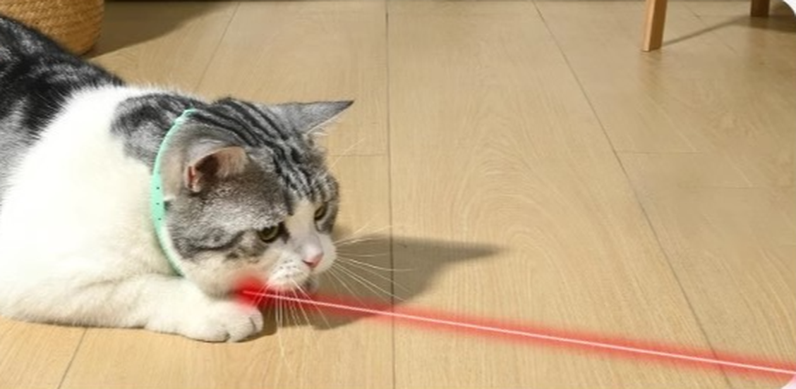 Gato persiguiendo el láser del collar